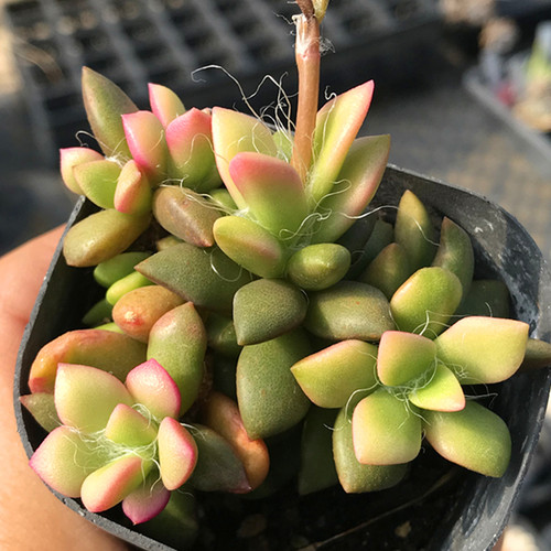 陌上花吹雪之松锦多肉植物
