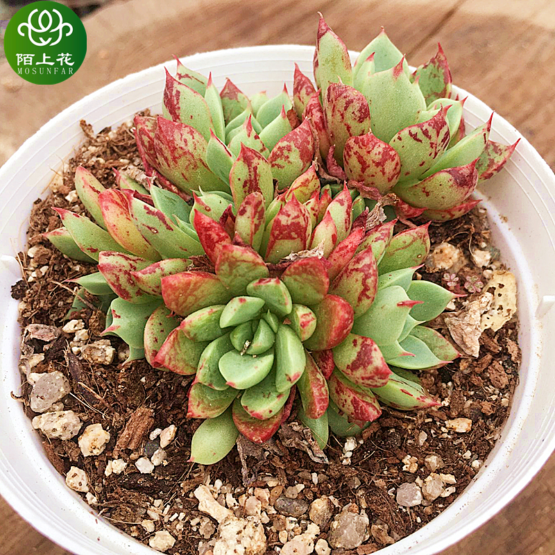 魔焰群生 多肉植物 肉肉植物 萌肉肉组合盆栽 室内花卉 陌上花