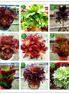 法师多肉植物老桩组合 美杜莎欧嘉丽红覆轮粉女巫黑法师陌上花