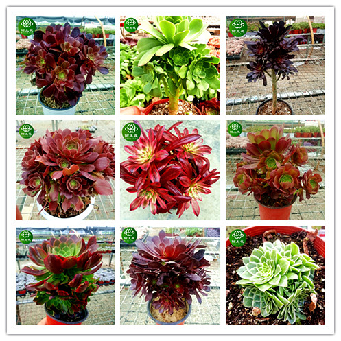 粉女巫美杜莎法师陌上花多肉植物