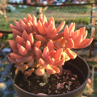 萌肉肉组合盆栽花卉 肉肉植物 陌上花 铭月多肉植物 果冻布丁老桩