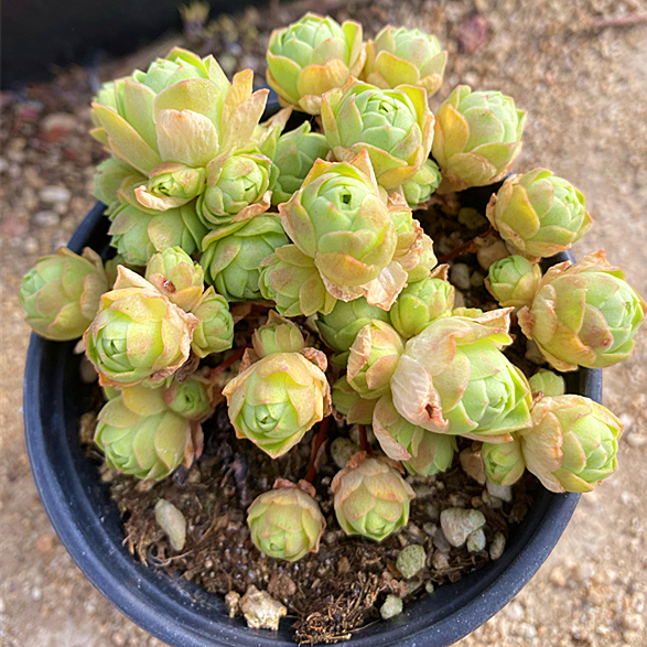 多肉植物陌上花黄金山地玫瑰