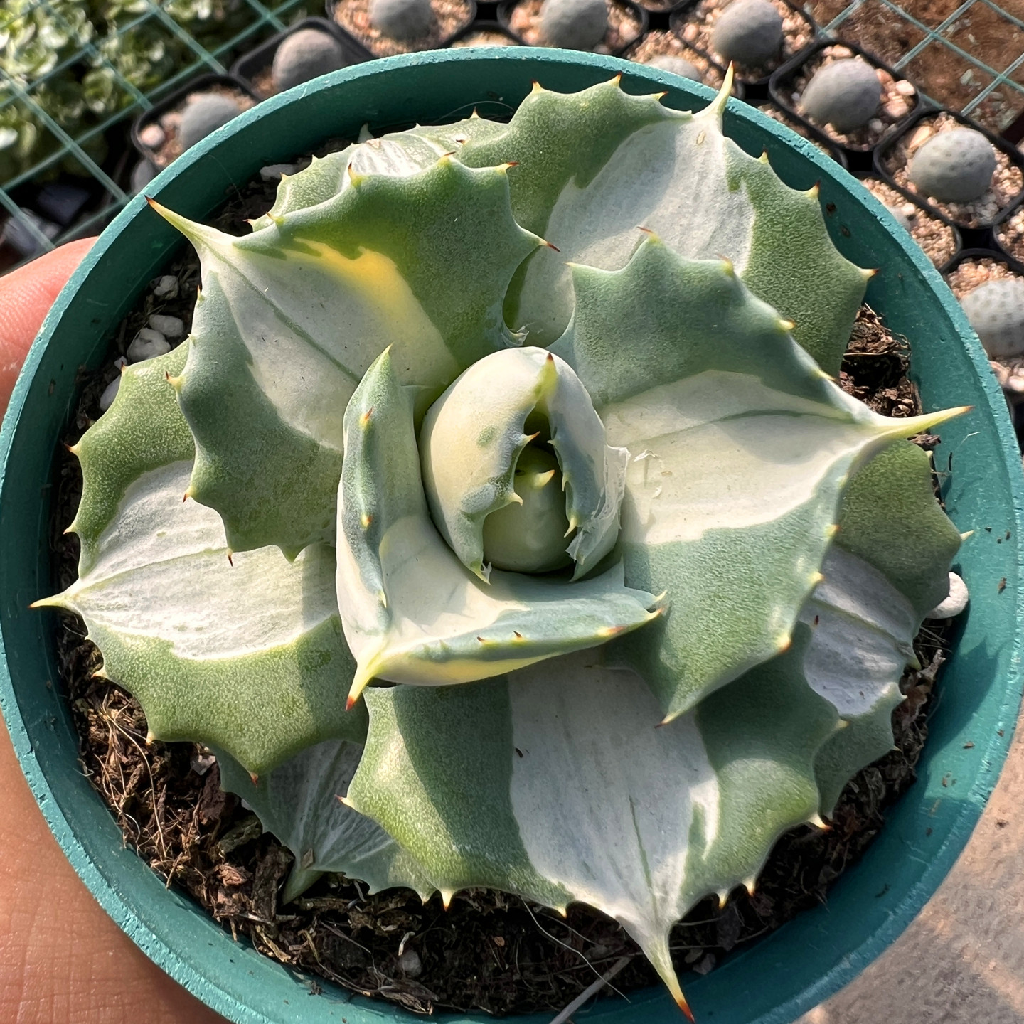 王妃雷神白中斑龙舌兰 多肉植物 室内阳台桌面绿植盆栽花卉陌上花