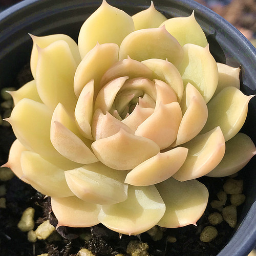 萌肉肉昂斯诺组合陌上花多肉植物