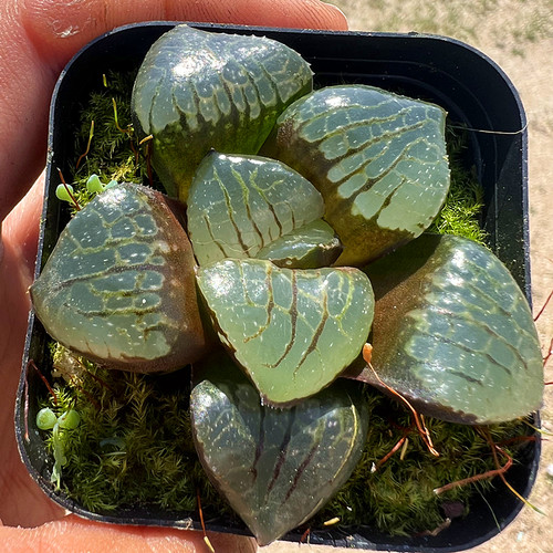 日月潭寿 玉露十二卷多肉植物 室内阳台绿植盆栽花卉 陌上花