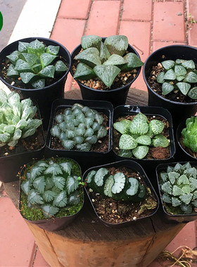 冰灯玉露 冰城寿 多肉植物玉露十二卷 樱水晶 西瓜寿 玉扇 陌上花