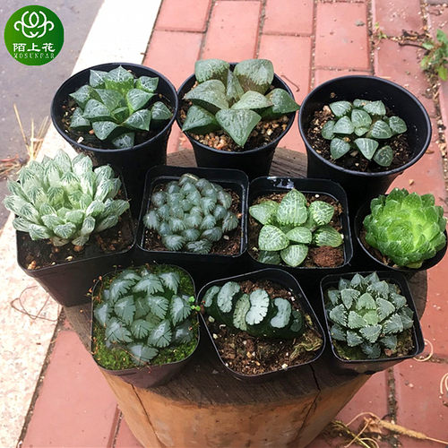 冰灯玉露十二卷多肉植物陌上花