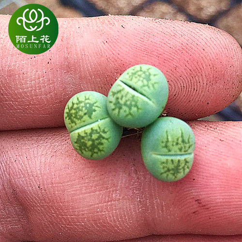 多肉植物绿福来生石花