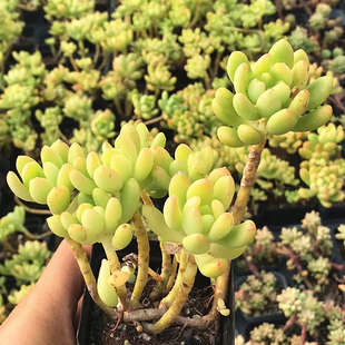 萌肉肉组合盆栽 春萌老桩 肉肉植物 室内花卉 多肉植物 陌上花