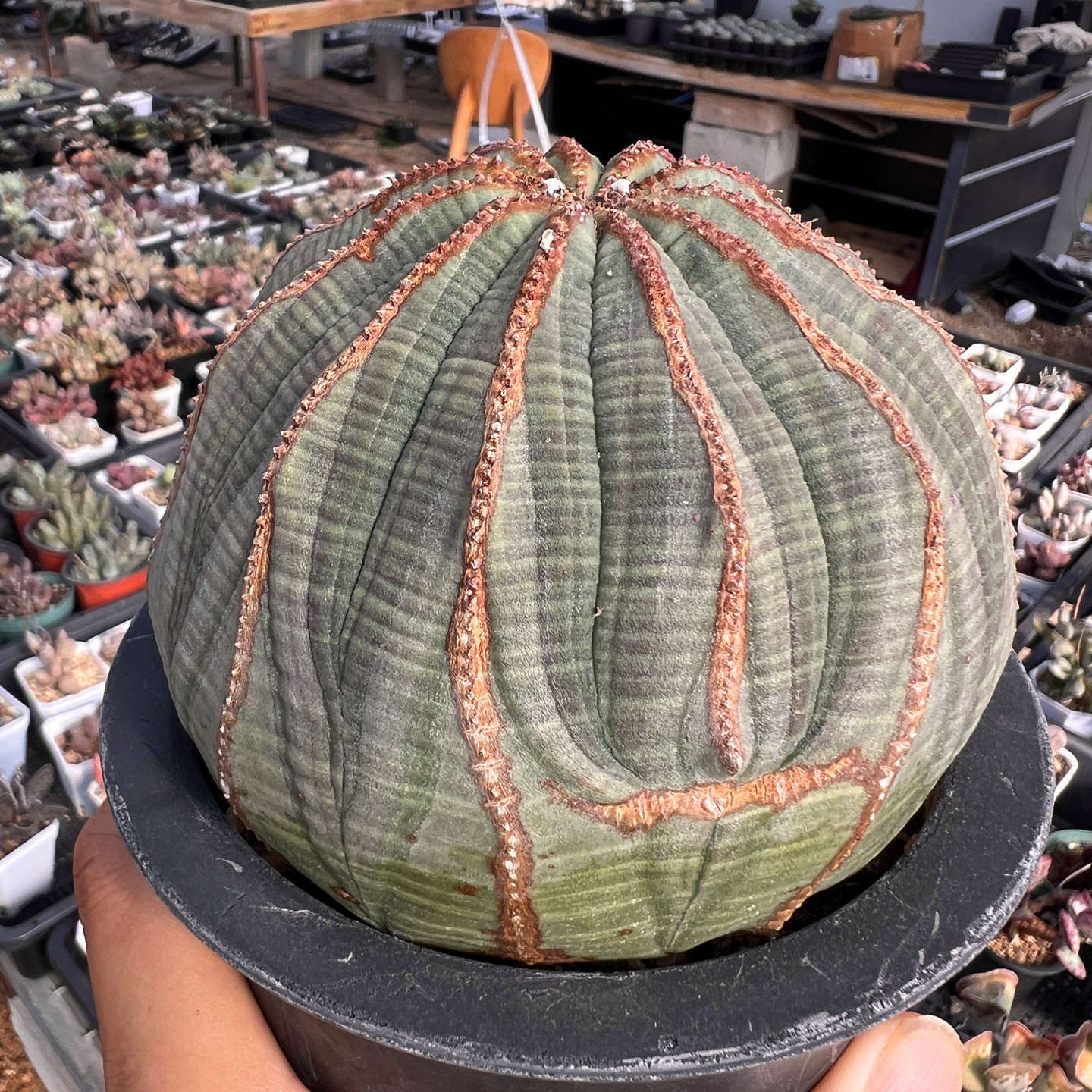 欧系大型布纹球仙人球多肉植物室内阳台办公桌桌面盆栽花卉陌上花