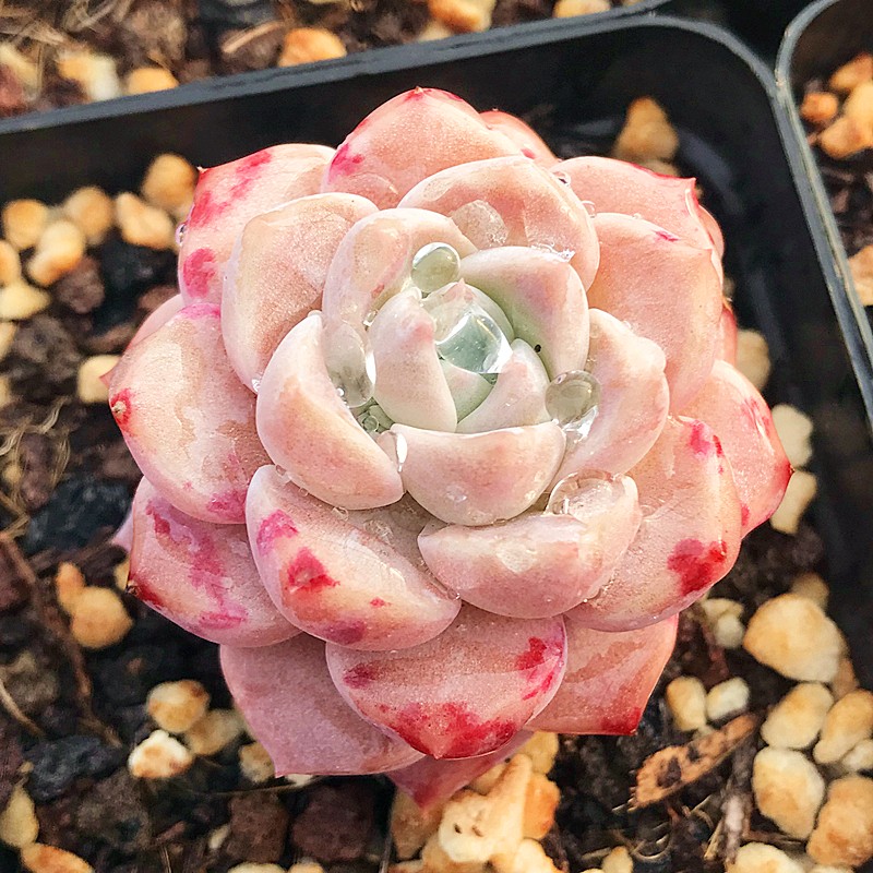 粉斑点 多肉植物 肉肉植物 室内阳台绿植盆栽花卉 陌上花