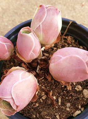 耶罗粉山地玫瑰 水蜜桃多肉植物肉肉植物萌肉肉植物盆栽 陌上花