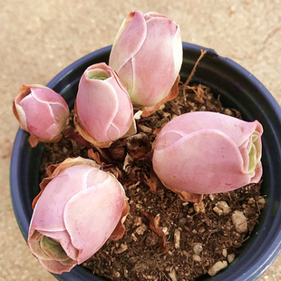 耶罗粉山地玫瑰 陌上花 水蜜桃多肉植物肉肉植物萌肉肉植物盆栽