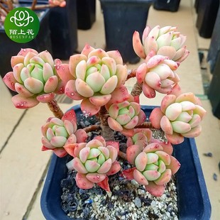 马库斯 多肉植物 肉肉植物 萌肉肉组合盆栽 室内花卉 陌上花