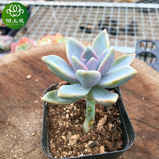 室内花卉 淡雪小桩 萌肉肉组合盆栽 肉肉植物 陌上花 多肉植物