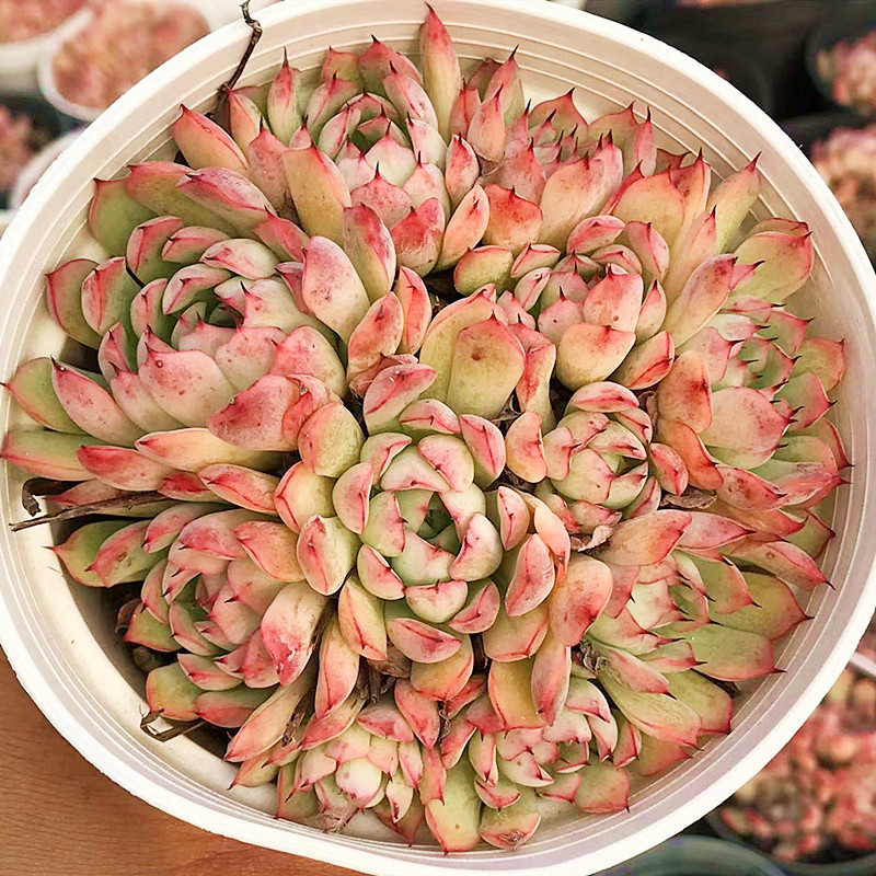 韧爪大群生 多肉植物 肉肉植物 萌肉肉组合盆栽室内花卉 陌上花