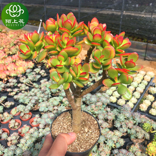 萌肉肉组合盆栽花卉 肉肉植物 陌上花 多肉植物 姬红花月大老桩