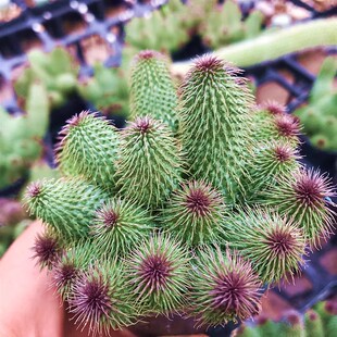 阿修罗 多肉植物 肉肉植物 室内阳台绿植盆栽花卉 陌上花