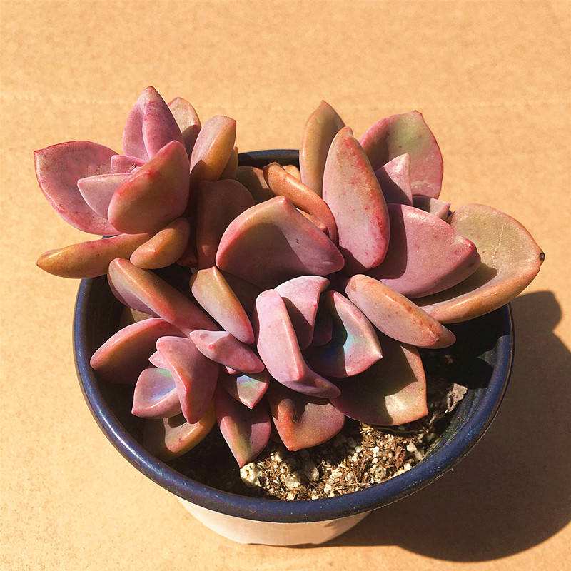 彩虹糖群生 多肉植物 肉肉植物 萌肉肉组合盆栽 室内花卉 陌上花,鲜花速递/花卉仿真/绿植园艺,多肉植物,淘宝优惠券,粉丝福利购,淘宝优惠卷
