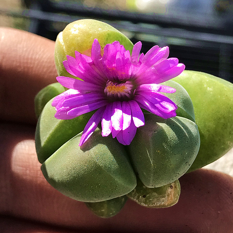 无比玉 多肉植物 肉肉植物 萌肉肉组合盆栽 室内花卉 陌上花