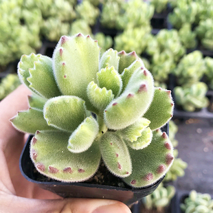 萌肉肉组合盆栽 熊童子群生 肉肉植物 室内花卉 多肉植物 陌上花