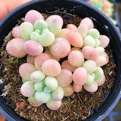 洛可可达芙妮多肉植物组合陌上花