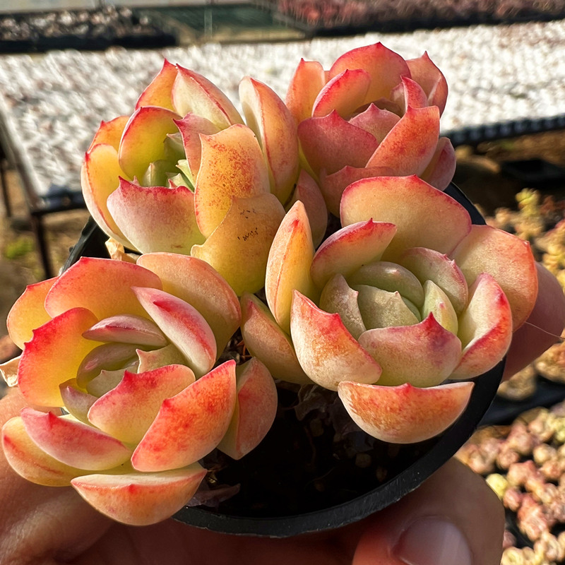胭脂贝瑞群生 多肉植物 肉肉植物 室内阳台绿植盆栽花卉 陌上花