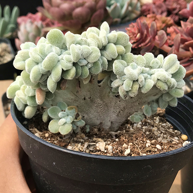 雪晃星缀化 多肉植物 肉肉植物 萌肉肉组合盆栽 室内花卉 陌上花