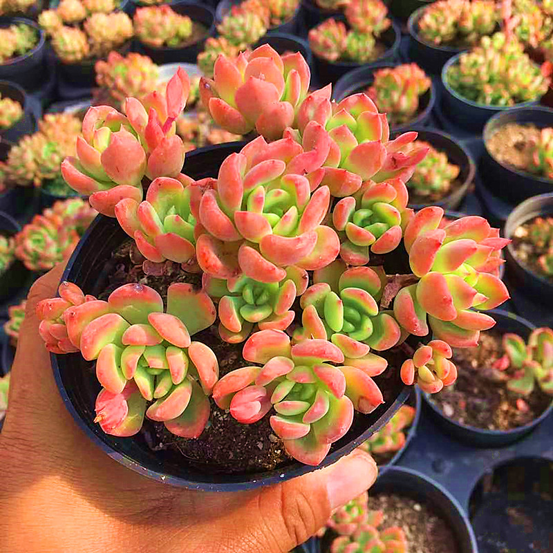 糖雪 芬达群生老桩 多肉植物 肉肉植物 萌肉肉组合内花卉陌上花