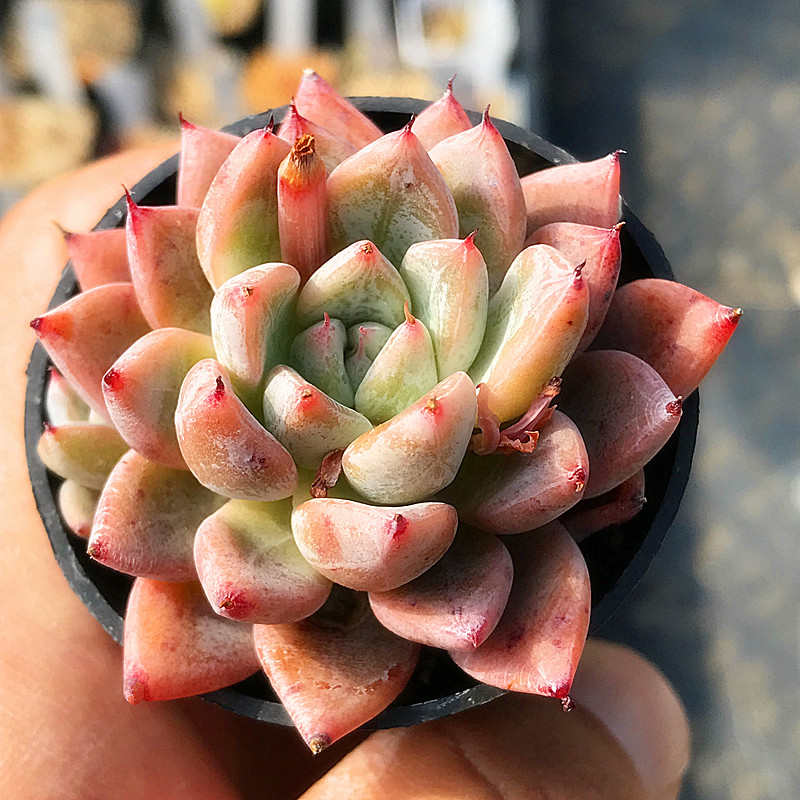 龙纹章 多肉植物 肉肉植物 萌肉肉组合盆栽 室内阳台花卉 陌上花