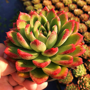 玉杯冬云 多肉植物 肉肉植物 萌肉肉组合盆栽 室内花卉 陌上花