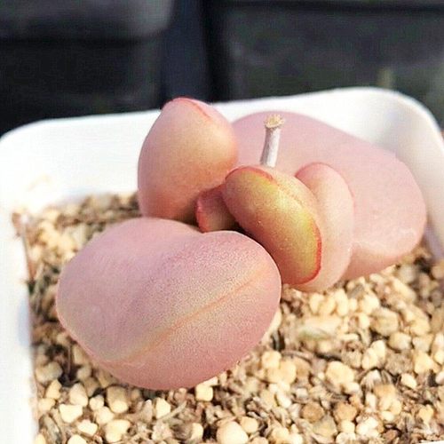 水泡多肉红蛋海豹爱心翠绿石