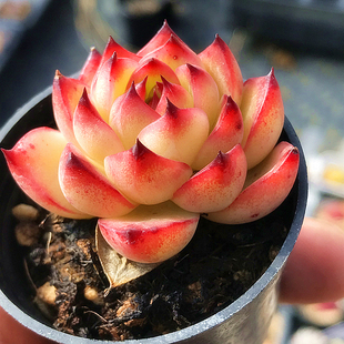 室内阳台花卉 月亮石 萌肉肉组合盆栽 肉肉植物 陌上花 多肉植物