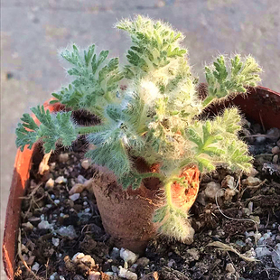 羽叶洋葵 多肉植物 肉肉植物 萌肉肉组合盆栽阳台室内花卉 陌上花