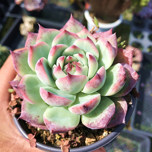 吉娃娃水蜜桃多肉植物陌上花