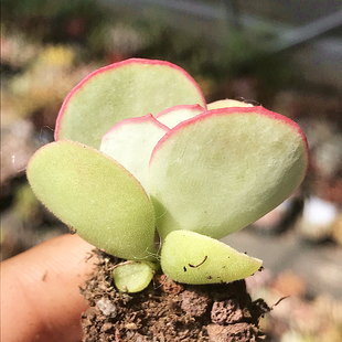 萌肉肉组合盆栽室内阳台花卉 肉肉植物 陌上花 多肉植物 白眉