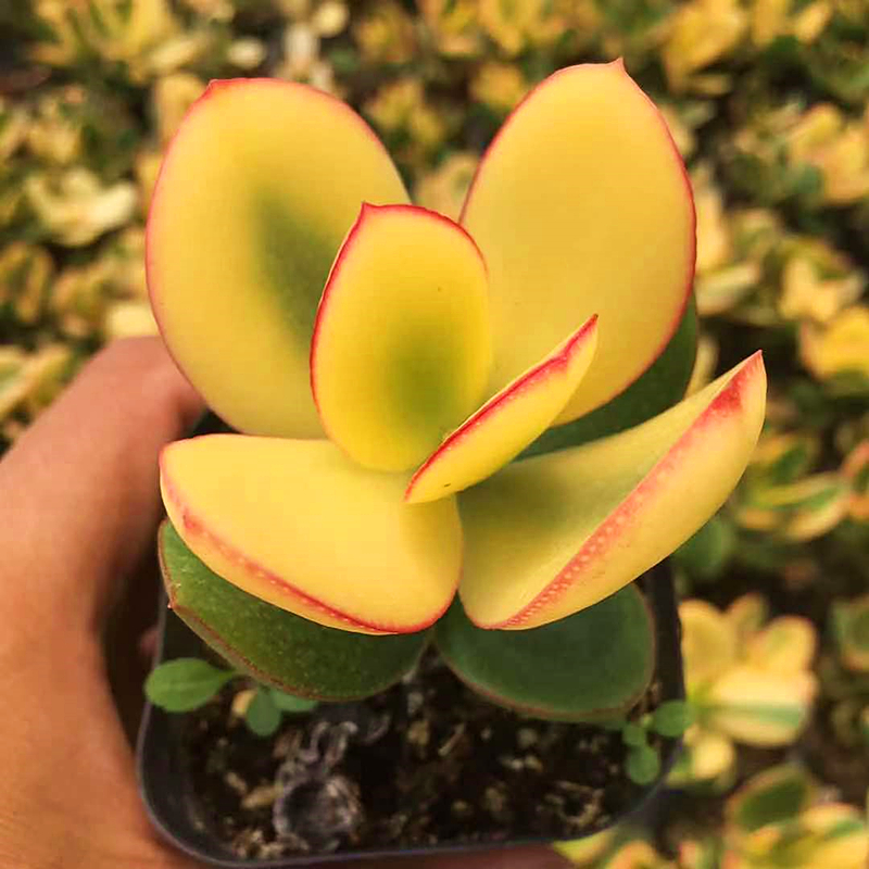 落日之雁新花月锦多肉植物肉肉植物萌肉肉组合盆栽陌上花 陌上花多肉批发基地 淘优券