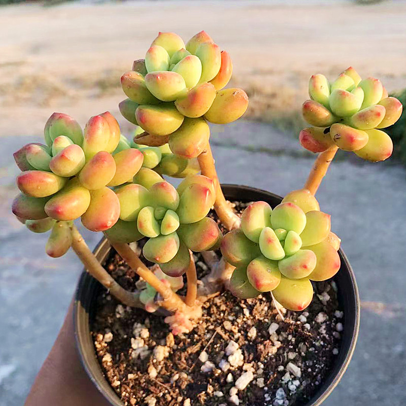 陌上花香格里拉老桩多肉植物