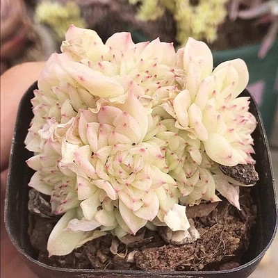 麦秆精养群生  多肉植物 肉肉植物 室内阳台绿植盆栽花卉 陌上花