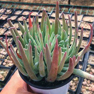 爱杜丽斯仙女杯大群 艾杜丽丝 多肉植物 肉肉植物盆栽花卉 陌上花