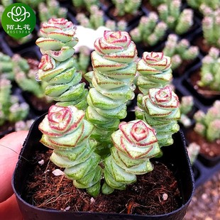 室内花卉 钱串 萌肉肉组合盆栽 肉肉植物 陌上花 多肉植物