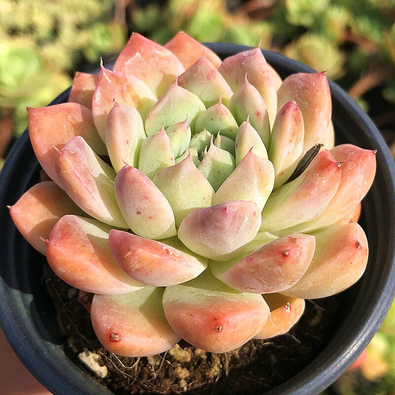 阿尔巴佳人  多肉植物 肉肉植物 萌肉肉组合盆栽 阳台花卉陌上花