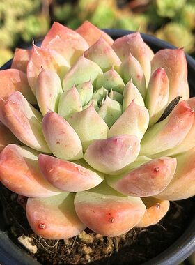 阿尔巴佳人多肉植物组合陌上花