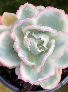 伯克利锦 多肉植物 肉肉植物 萌肉肉组合盆栽室内阳台花卉 陌上花