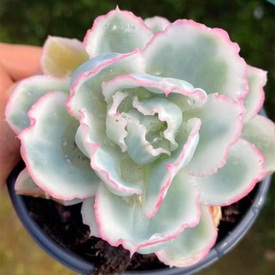 伯克利锦 多肉植物 肉肉植物 萌肉肉组合盆栽室内阳台花卉 陌上花