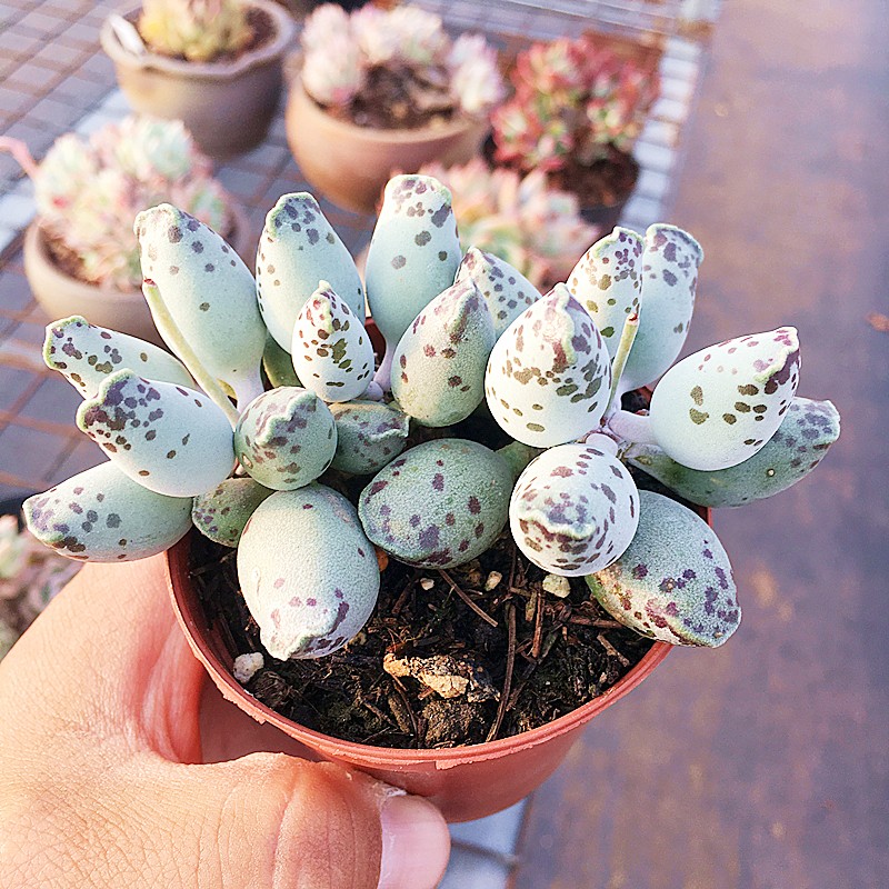 海豹水泡多肉植物肉肉植物萌肉肉组合盆栽室内花卉陌上花-封面