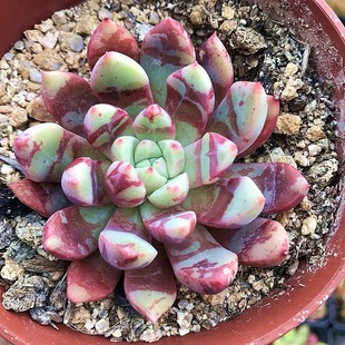 多肉植物 肉肉植物 血燕 萌肉肉组合盆栽花卉 陌上花 回声 血莺