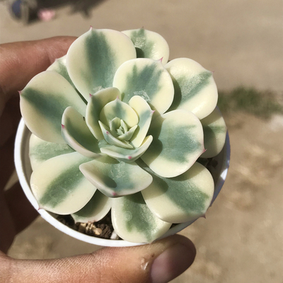 陌上花玉蝶锦多肉植物