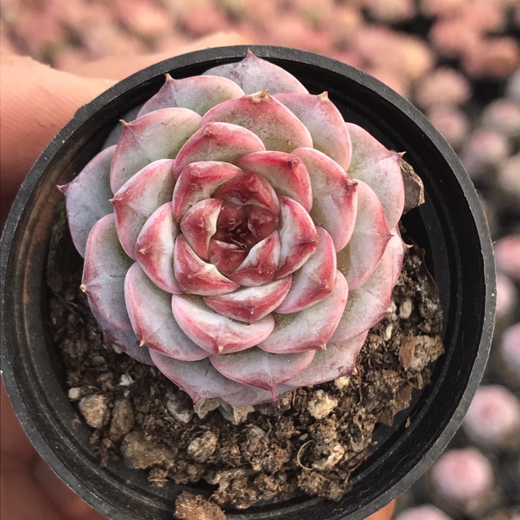 天鹅绒 多肉植物 肉肉植物 萌肉肉组合盆栽阳台桌面花卉 陌上花
