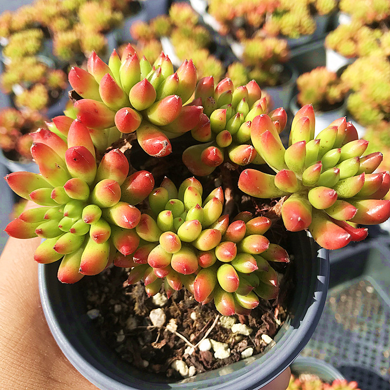 烈焰青鸾 多肉植物 肉肉植物 萌肉肉组合盆栽 室内花卉 陌上花